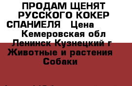 ПРОДАМ ЩЕНЯТ РУССКОГО КОКЕР СПАНИЕЛЯ › Цена ­ 2 000 - Кемеровская обл., Ленинск-Кузнецкий г. Животные и растения » Собаки   